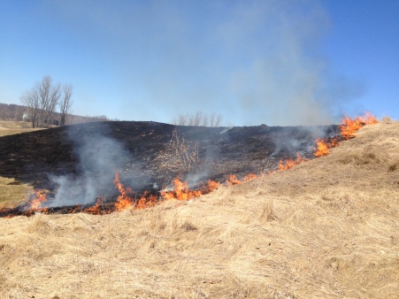 Burning of tall grass areas and the ornamental grasses at the entrance pond will get rid of the dead tops and also encourage a quicker green up. It also helps with weed reduction. It is much quicker to burn it than to mow and deal with the debris.